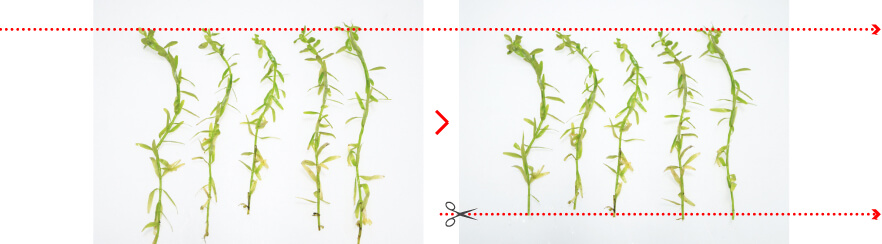 cuttingstemplants
