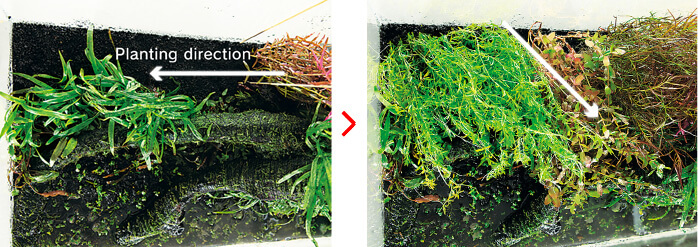 plantingstemplantsdirection