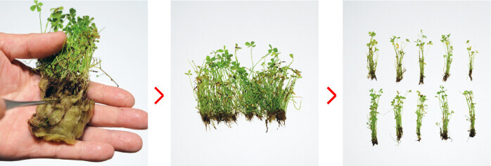 separatingcarpetplants