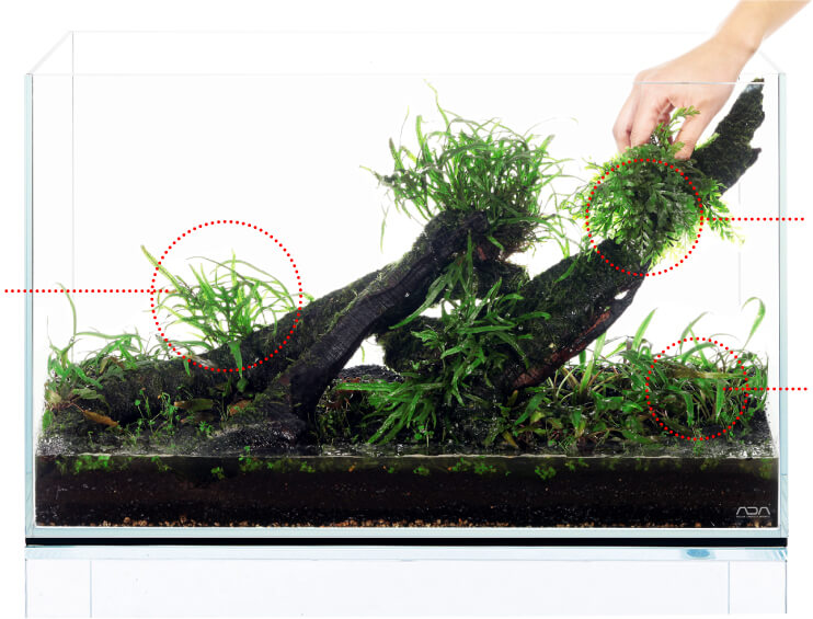 attachingferns