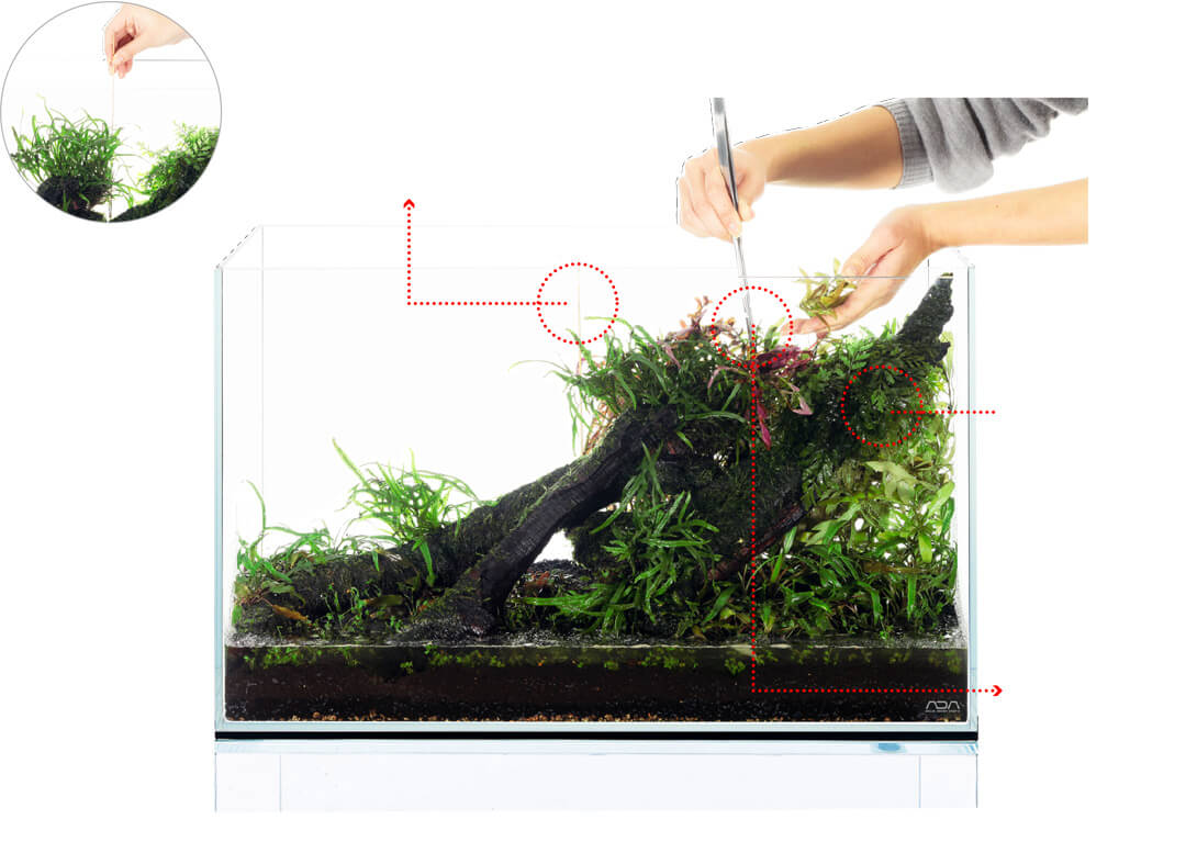 plantingbackgroundplants