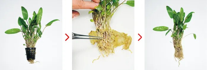 plantingcryptocoryne