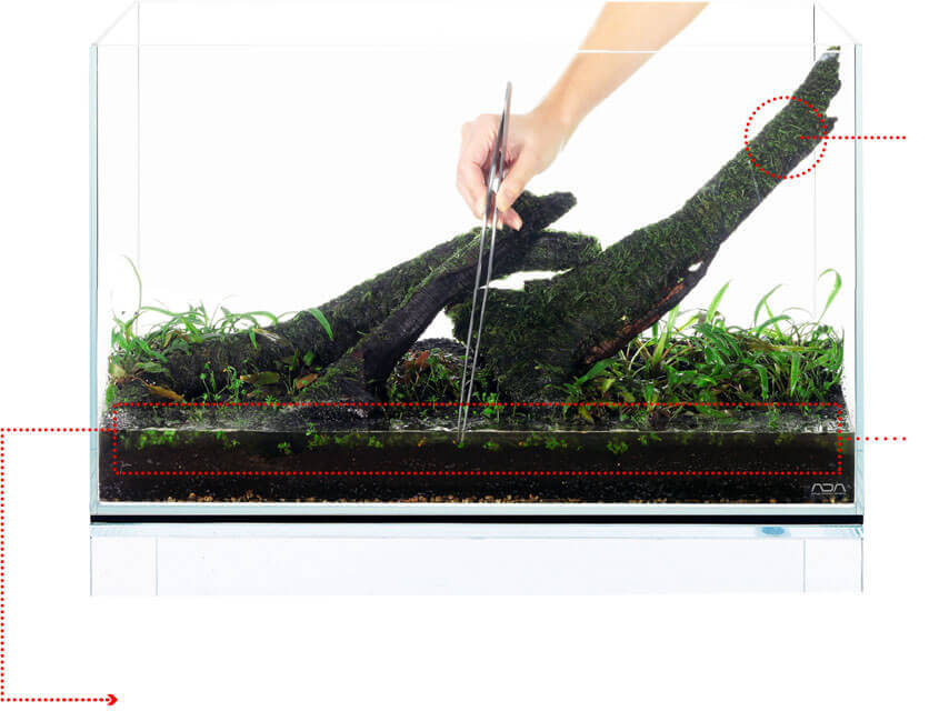 plantingforeground