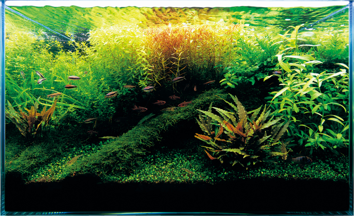 takashiamanoaquascape